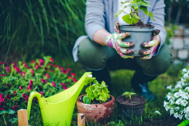 Steps to Prepare Your Garden for Summer by Pro Landscape